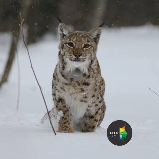 LIFE lynx