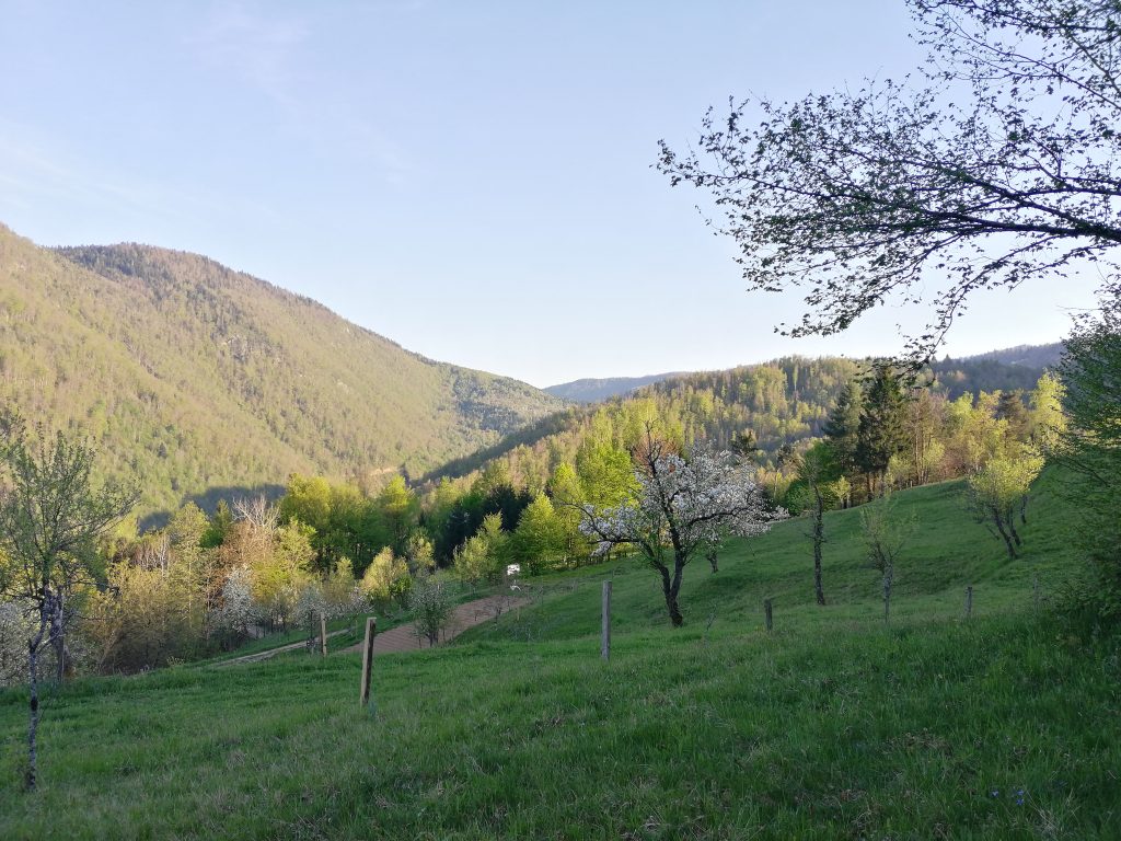 Voćnjak S.K.