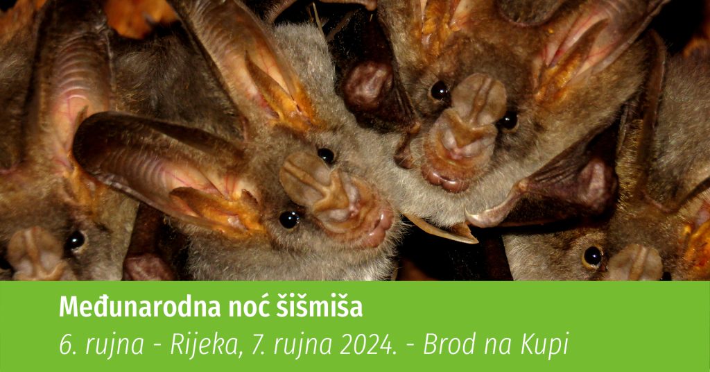 Noć šišmiša
