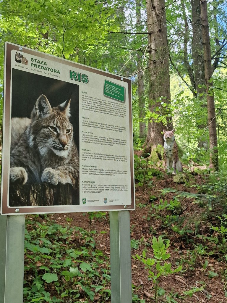 Staza predatora